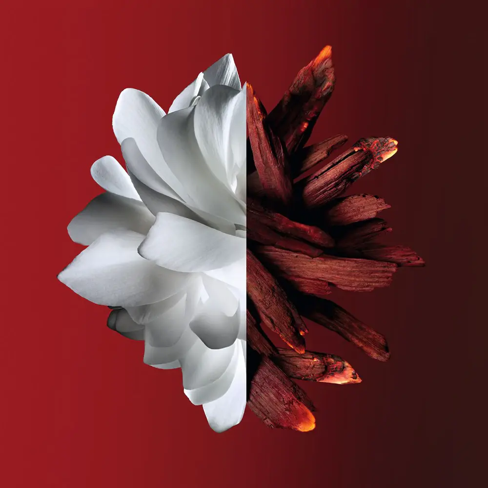 t.webp